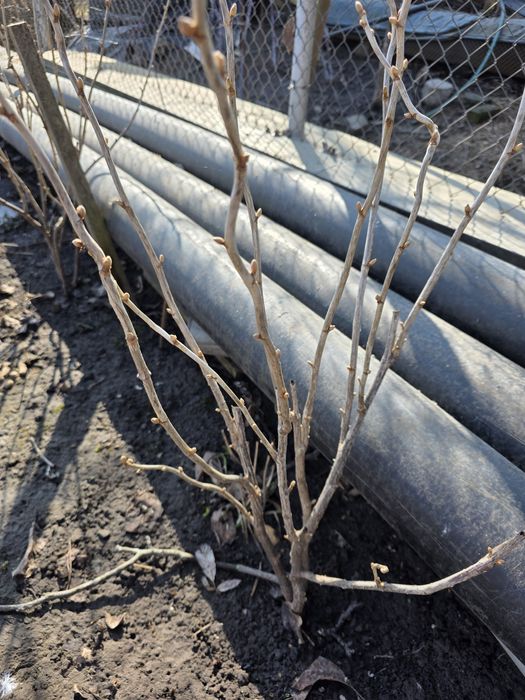 Кущі смородини сорту Чорний Бумер