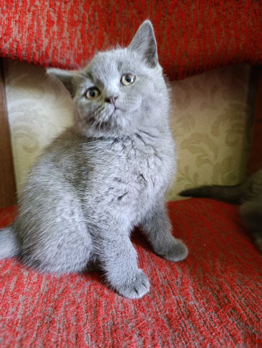 Британські кошенята