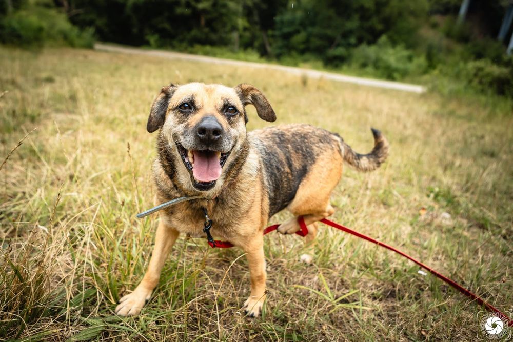 Janinka do pilnej adopcji!