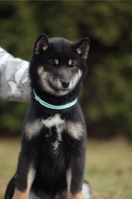 Чорнопідпалий хлопчик шиба іну, shiba