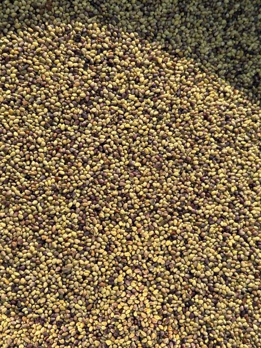 Mieszanka traw lucerna koniczyna gorzowska kupkówka festulolium trawa