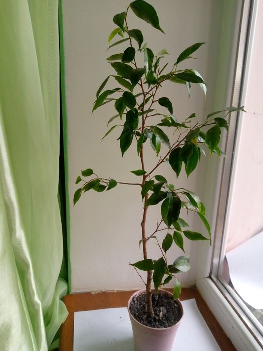 Фікус кімнатний Анастасія