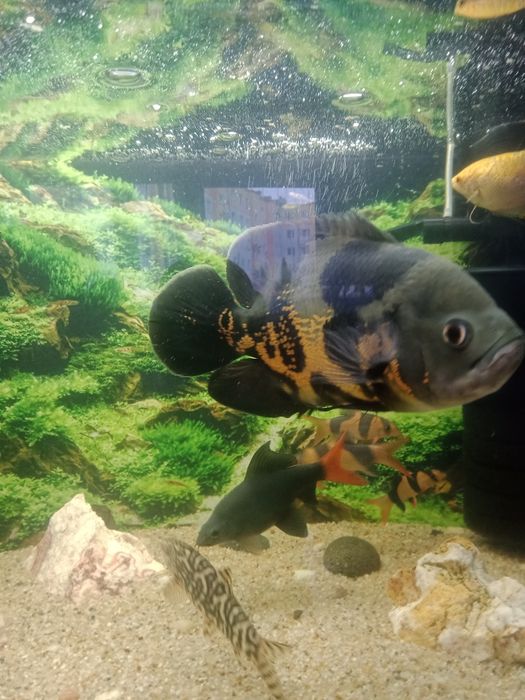 Pielęgnica pawiooka