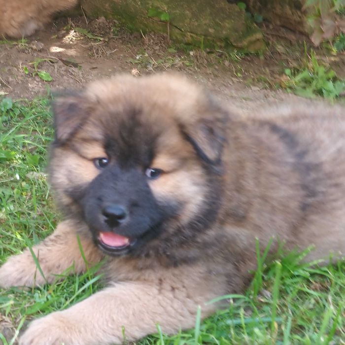 Eurasier planowane pary hodowlane w 2025 r.