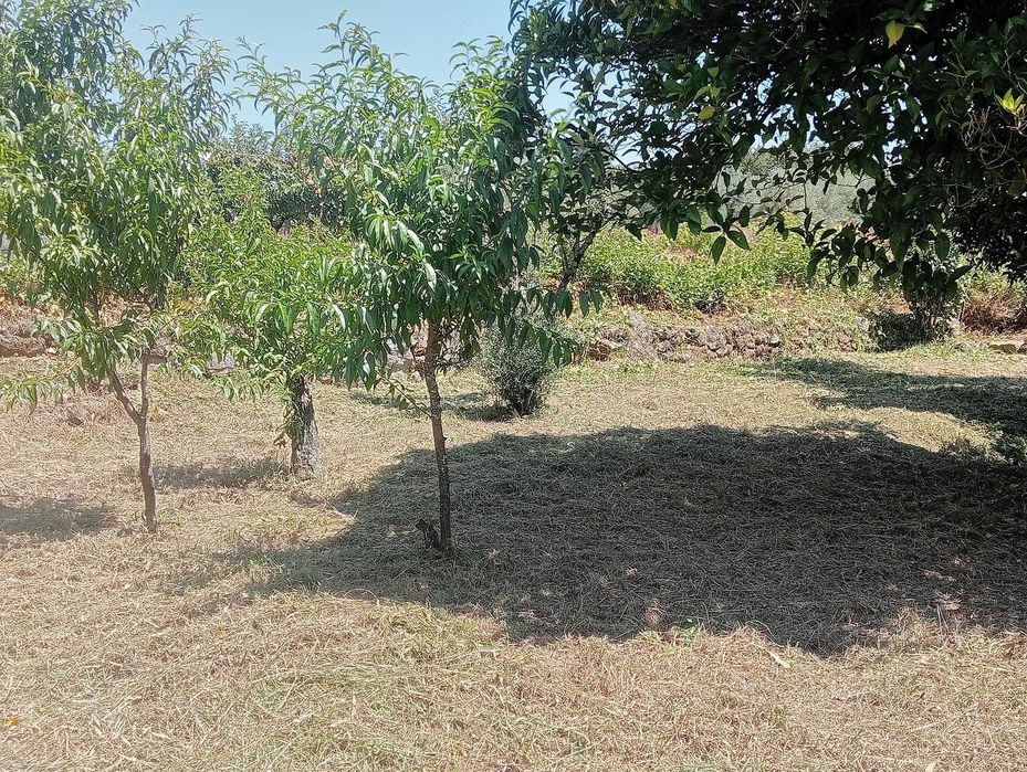 Limpeza de Terrenos – Evite Multas