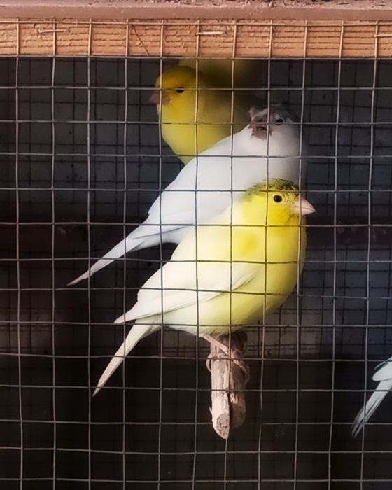 Клітки для канарок