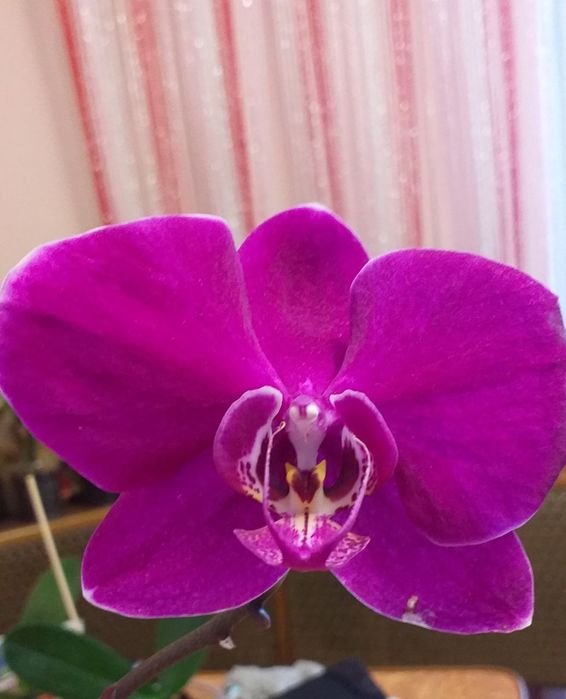 Продам орхідеї та їх дітки Вінниця