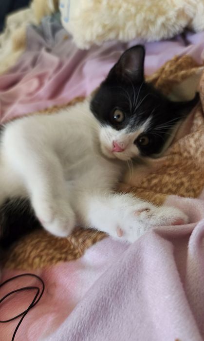 Kocięta do adopcji
