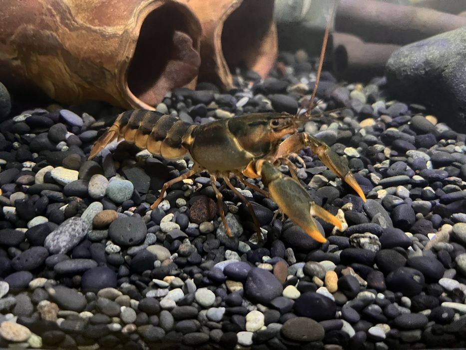 Rak Cherax Snowden