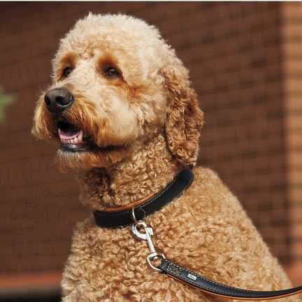 Нашийник Hunter Canadian