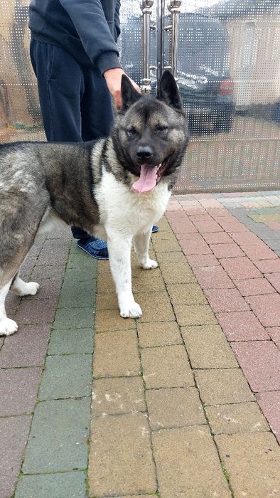 Кобель для в'язки