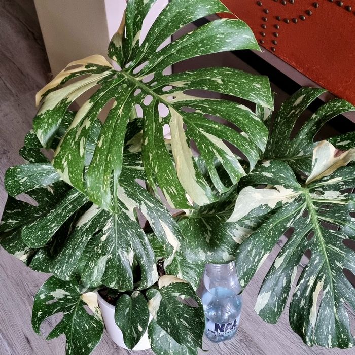 Monstera thai constellation duża cała roślina 3w1 big form