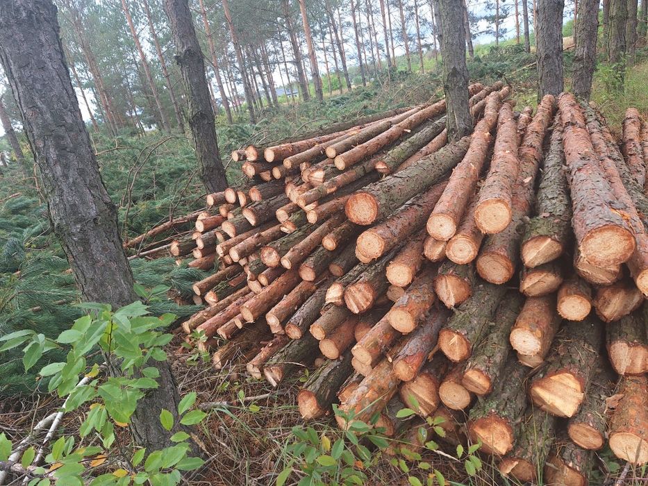 Stemple sosnowa 3m nowe