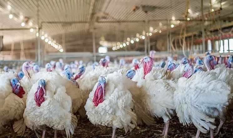 Інкубаційне яйце Індичі Хайбрид Конвертер