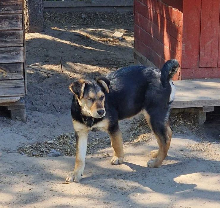 Pełna energii suczka do adopcji.