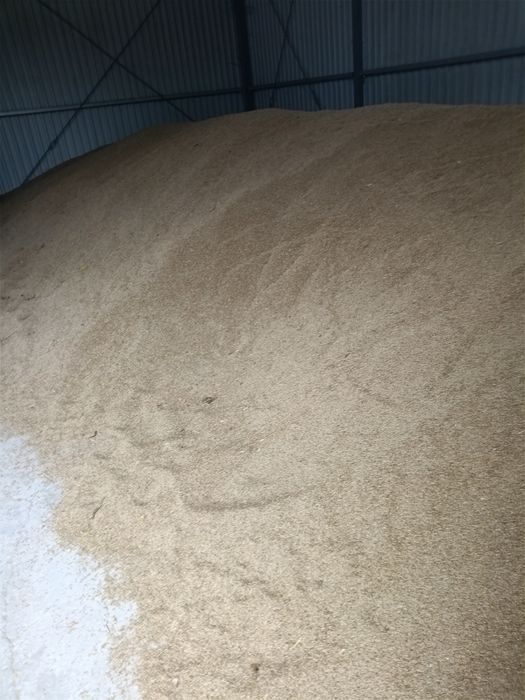 Sprzedam żyto ozime