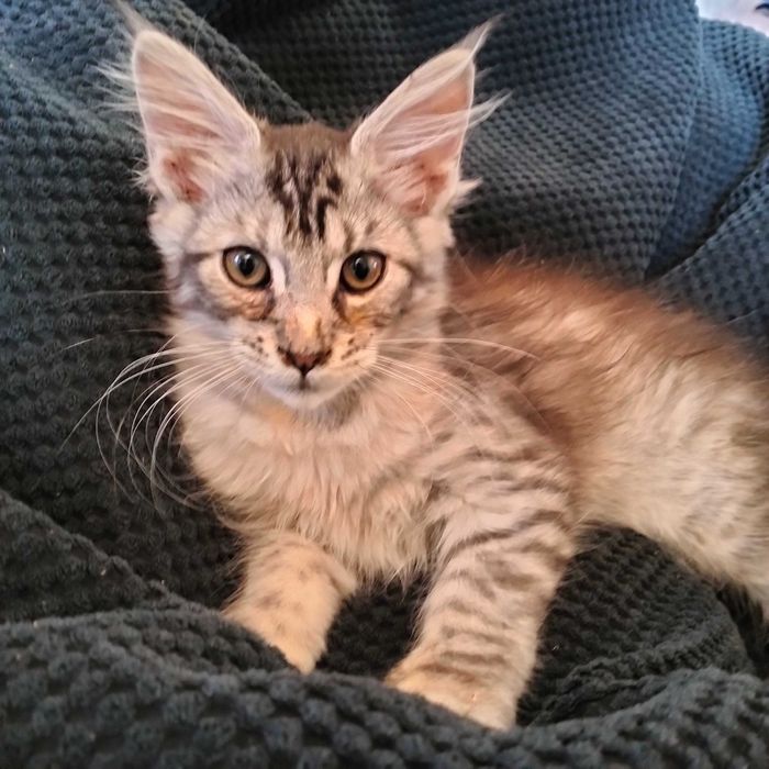 Maine coon kociaki