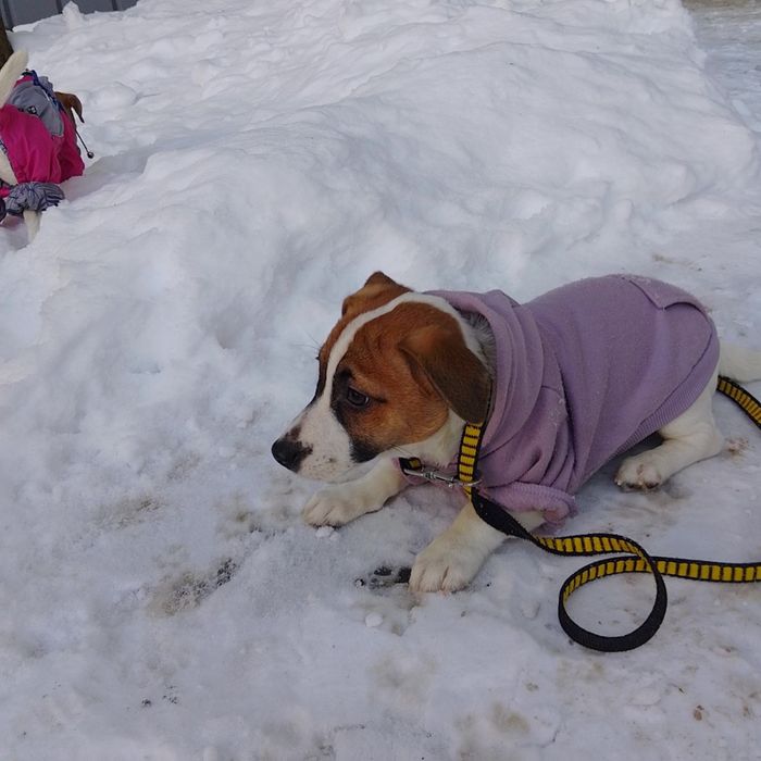 Цуценята Джек Рассел Терьер