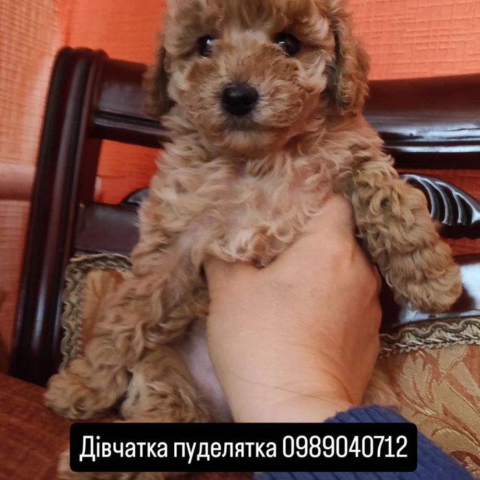 Пудельки дівчатка