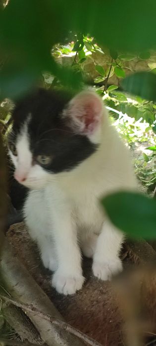 Oddam w dobre ręce kocięta