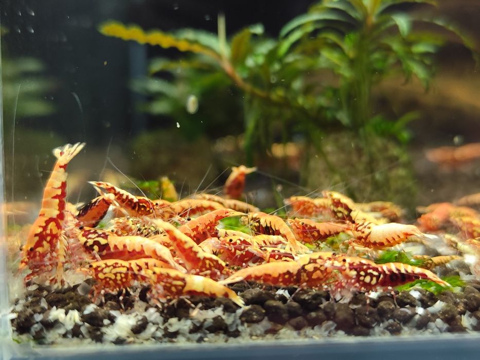 Krewetki Caridina Galaxy Red