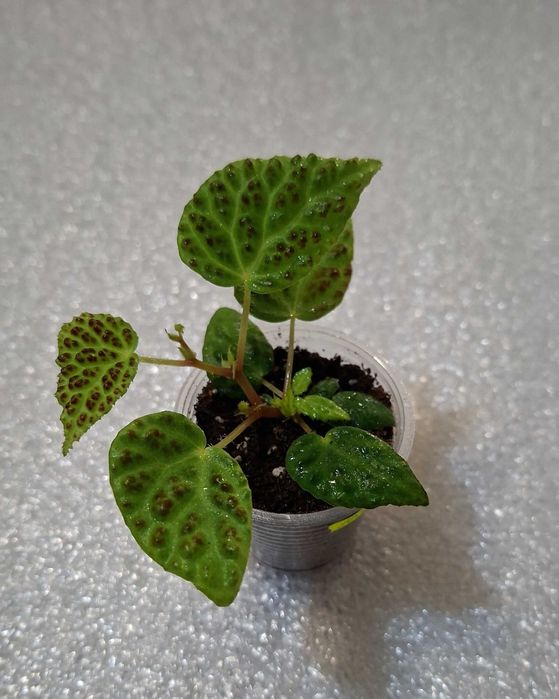 Бегонія Дракопельта (begonia dracopelta). Дітка