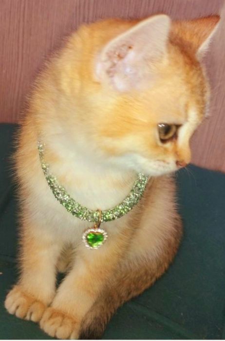 Котенок! Плюшевый золотой малыш!