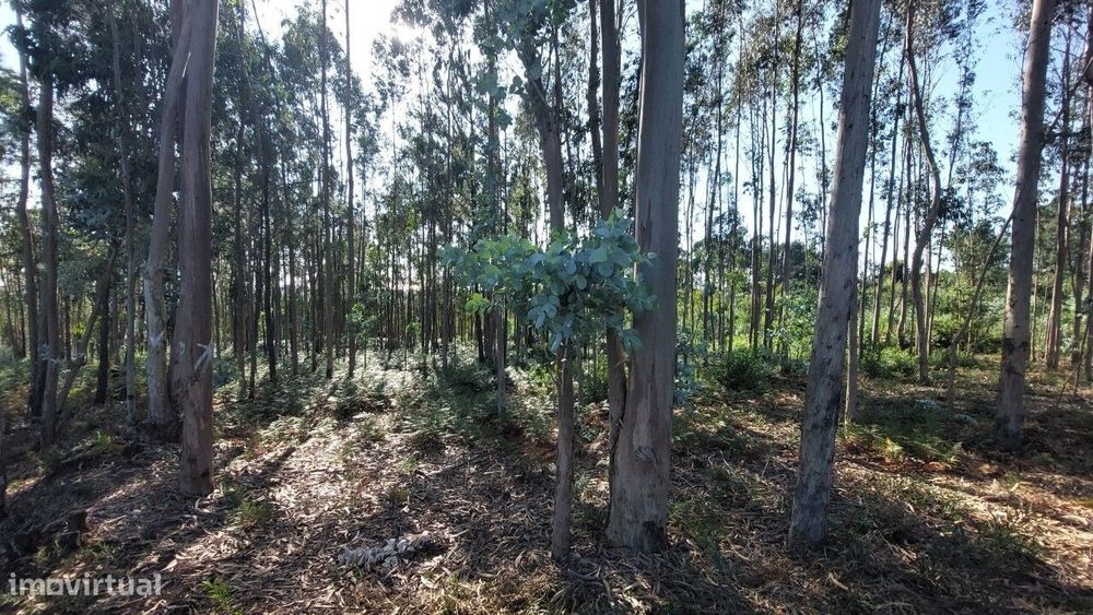 Terreno para construção em Escapães.