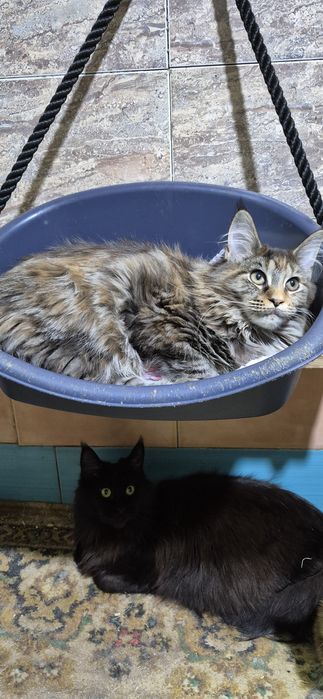 Кошенята Мейн кун