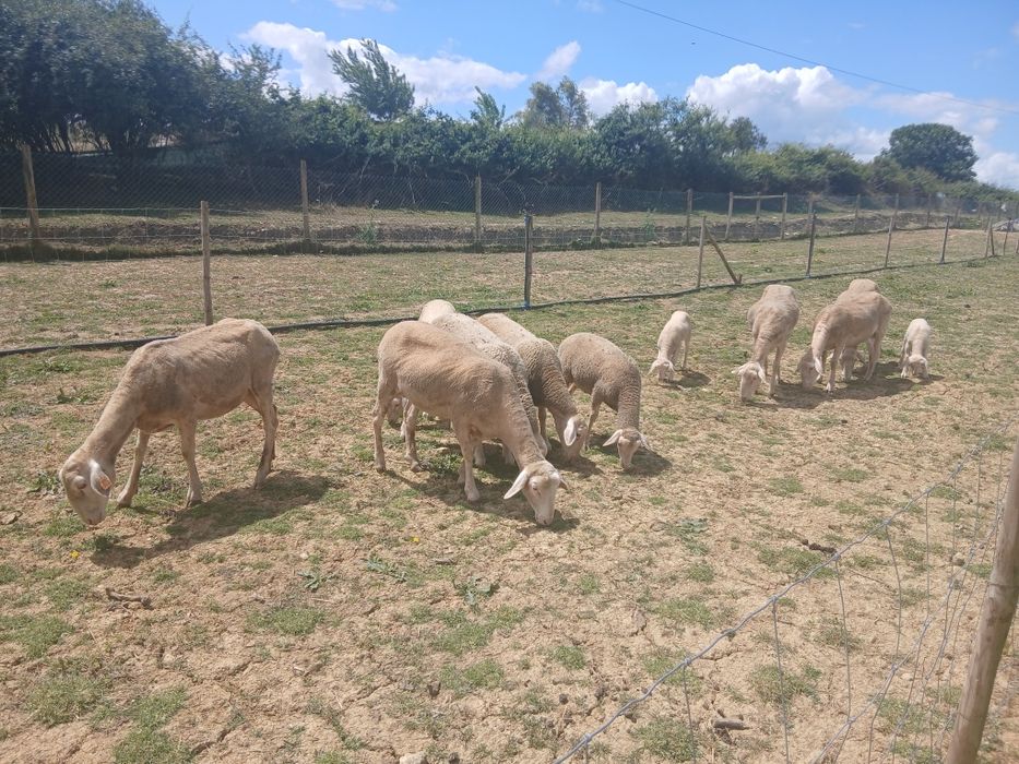 Vende onvelhas de raça lacone de leite