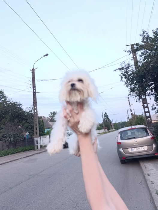 Продаю міні  мальтіпу дівчинку