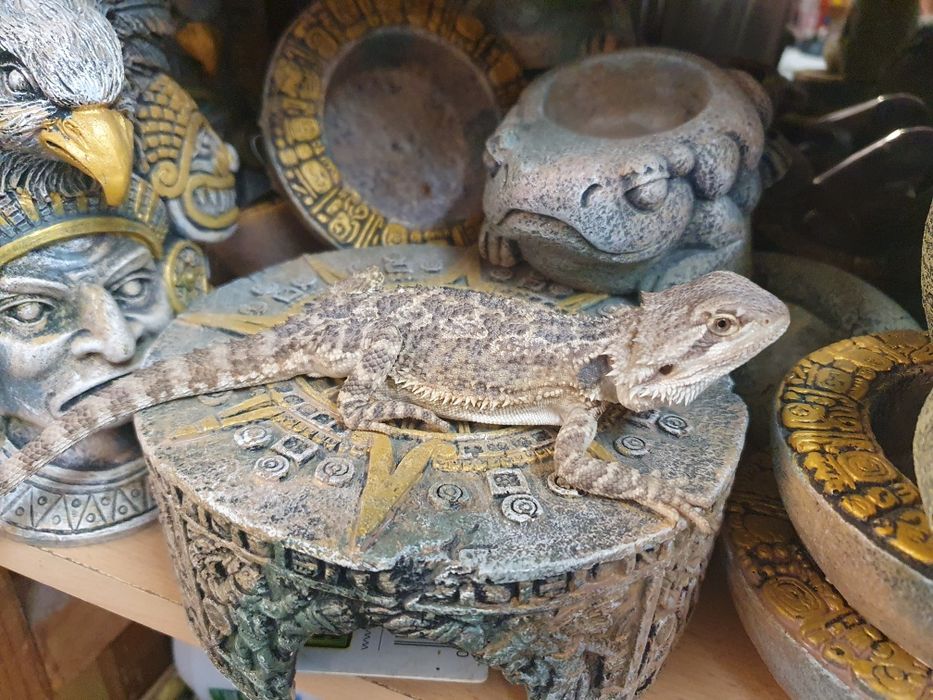 Agama Brodata ,  Agama, agamy brodate, jaszczurki, jaszczurka