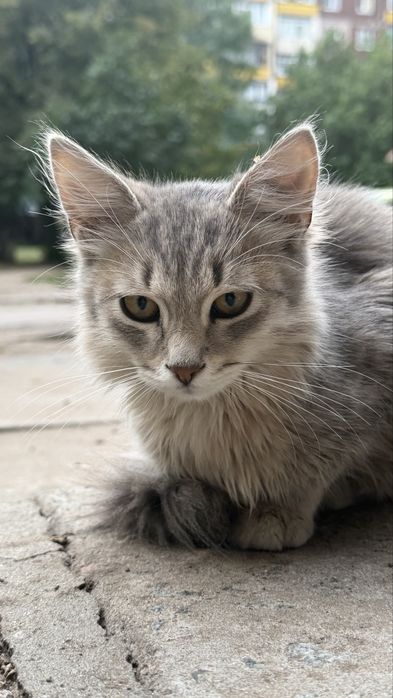 Котята ищут дом