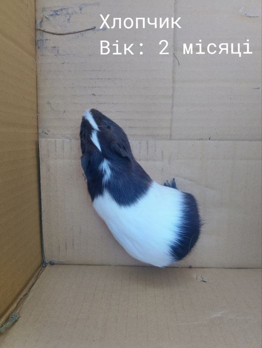Продам морські свинки терміново!!!