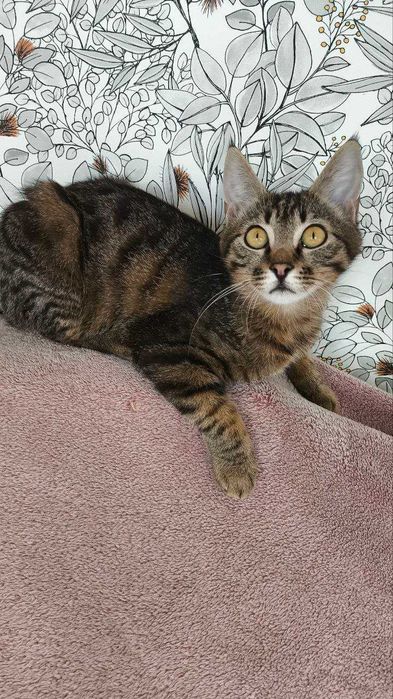 Рідкісна Руда кішечка підліток і полосатий хлопчик підліток