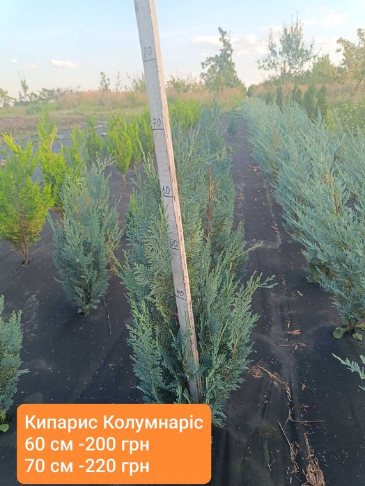 Туя західна Смарагд
