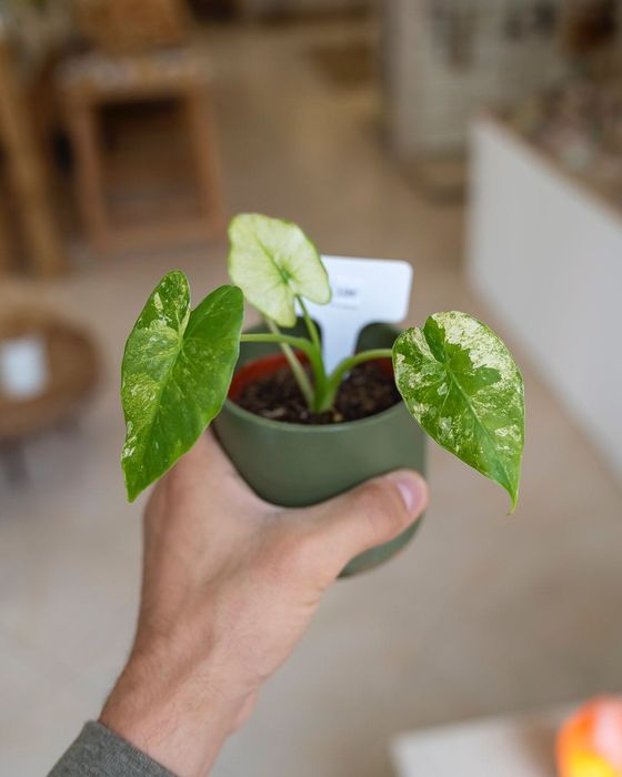 Plantas Interior (Monstera, Philodendron, ect)