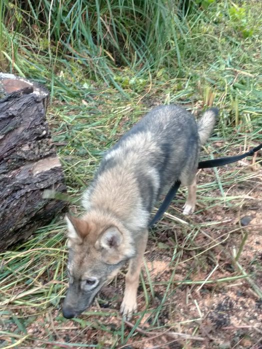 Продам дівчинку вовкособа