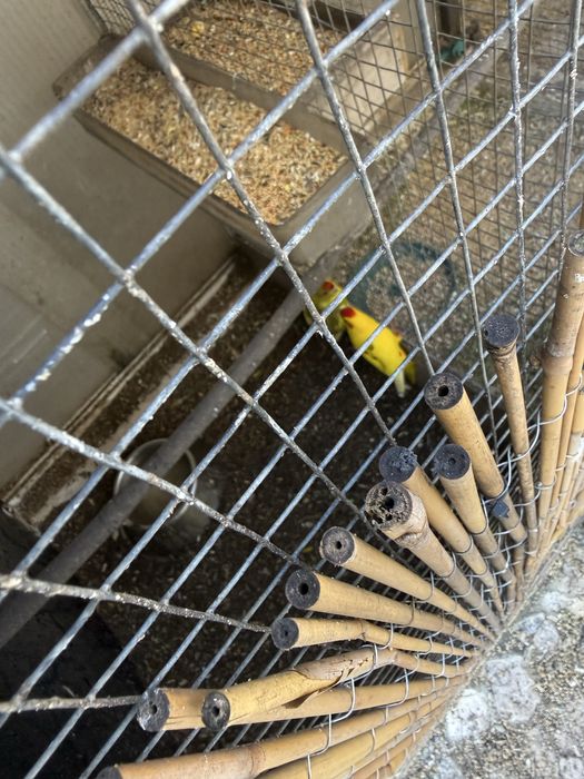 Kakaris casal vendo ocasal ou separado o macho ou femea