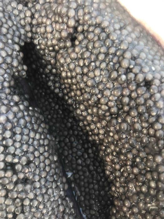 Ікра чорна осетрова, 300 грам, охолоджена, з Вилкового, Преміум