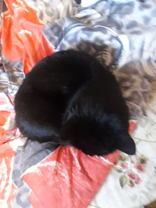 Перетримка собачок і котиків з проживанням у будинку