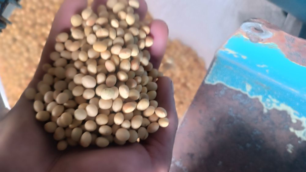 Продам соя Канзас 1 репродукція 20000 грн/т