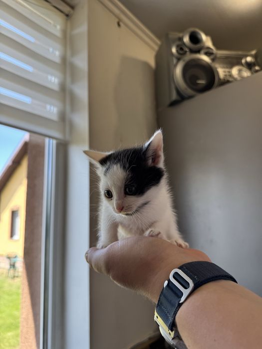 Кошенята 2 місяці