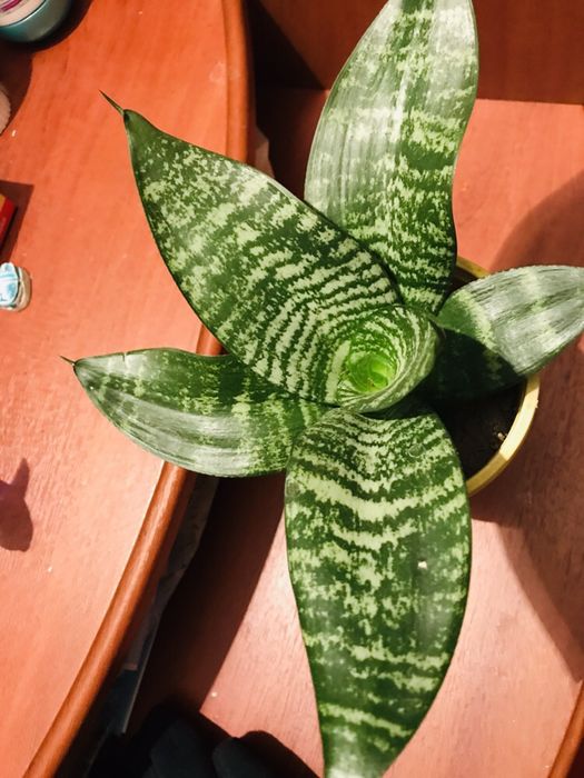 Квіти- Сенсевієрія