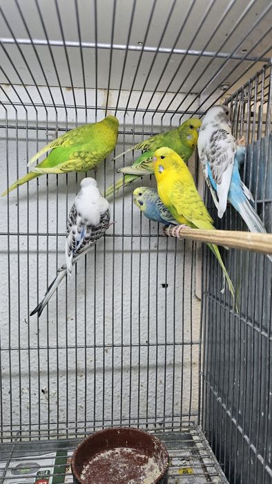 Periquitos hagoromos