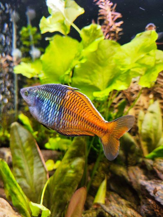 Продам аквариум 250л, травник, полный комплект