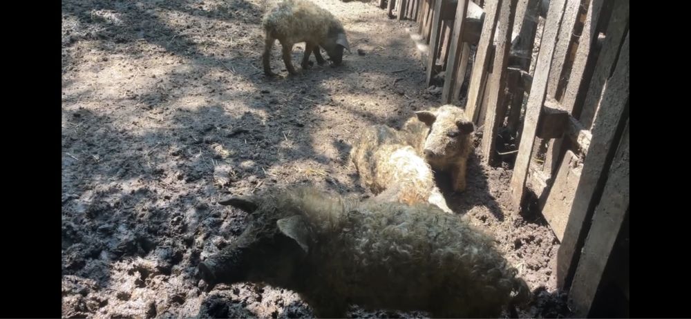 Мангали підсвинки