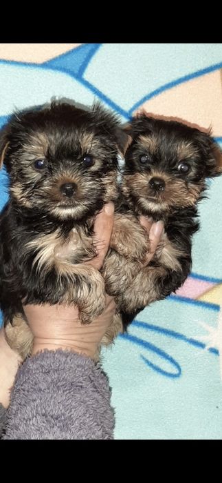 Дівчатка йоркширського терьера Йорк