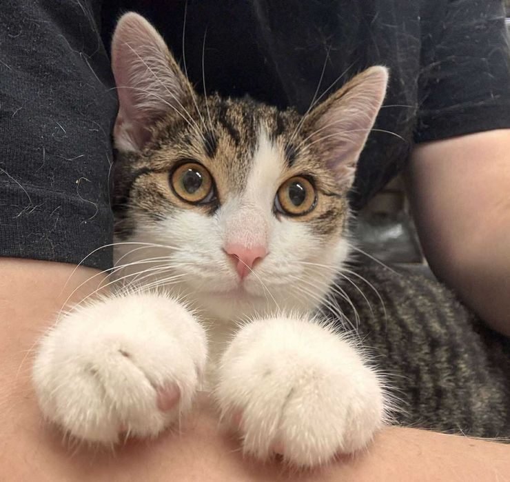 Fabio, po kastracji, kocurek 7-8 miesiecy