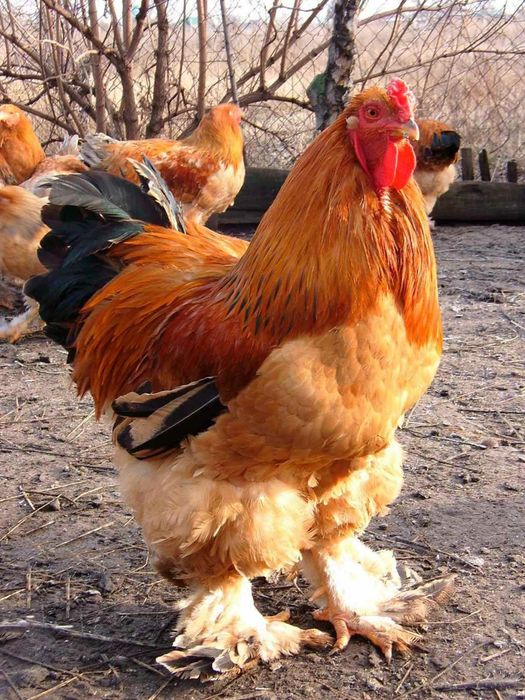 продам петухов брама